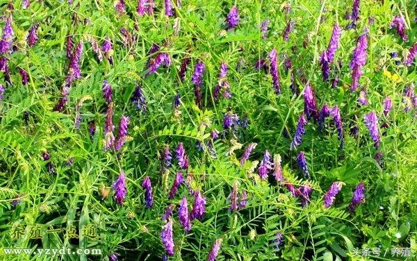 十种树叶养兔可部分替代饲料,哪种牧草养兔长得快最有效