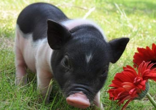 仔猪水肿病的防治措施毕业论文,治仔猪水肿病的特效药