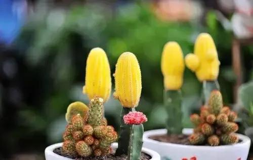 办公室桌面好养活的绿植,最适合办公室养的植物