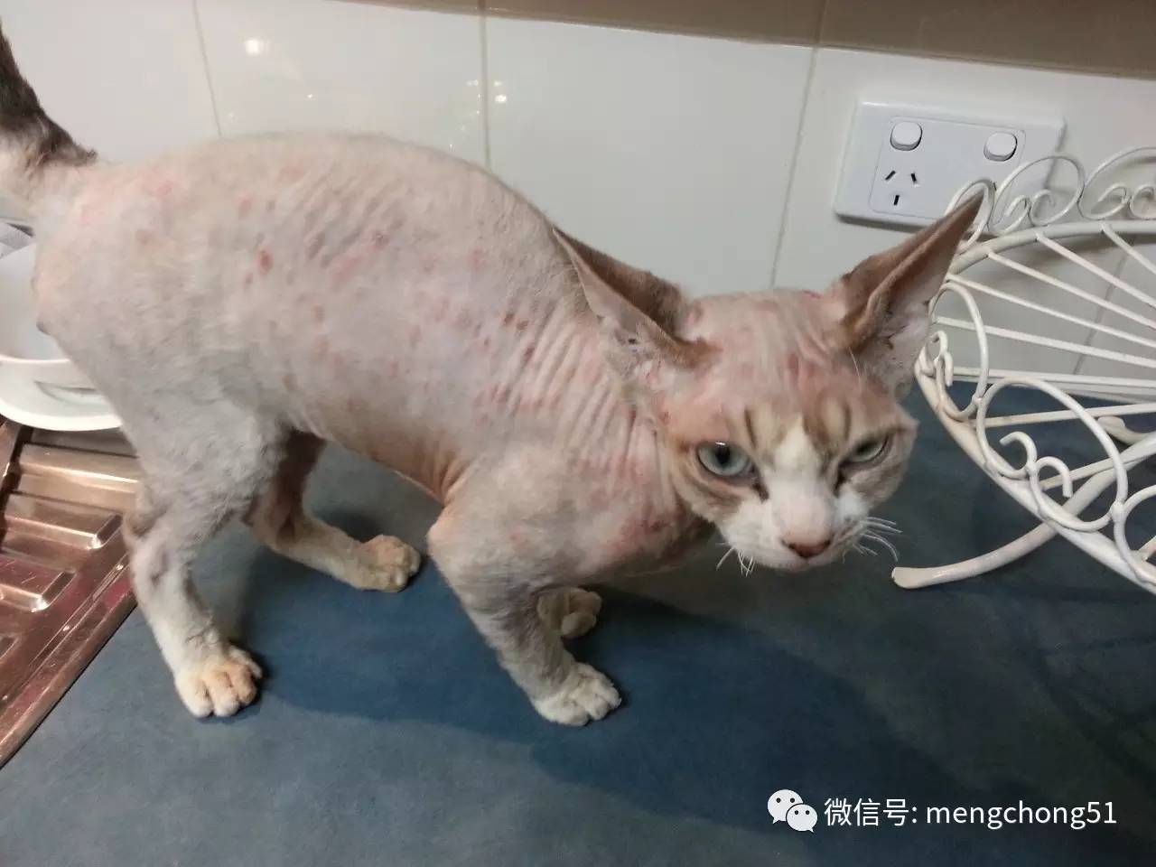 家有猫癣怎么消毒,家猫得了猫癣怎么预防传染人