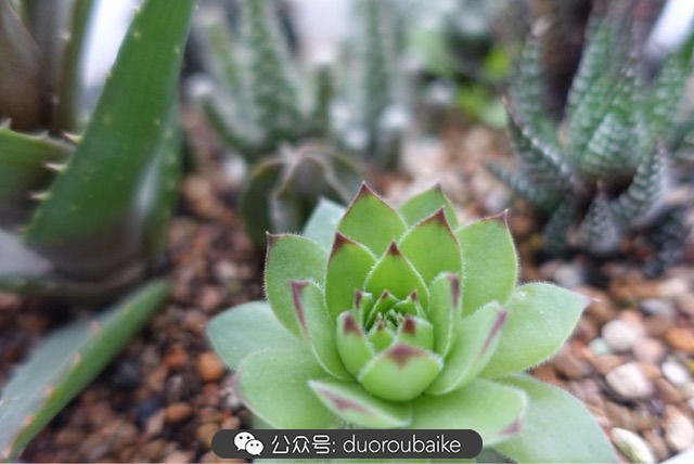 新手种植多肉植物教程,爱生活爱养花花卉绿植养护小知识