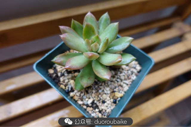 新手种植多肉植物教程,爱生活爱养花花卉绿植养护小知识