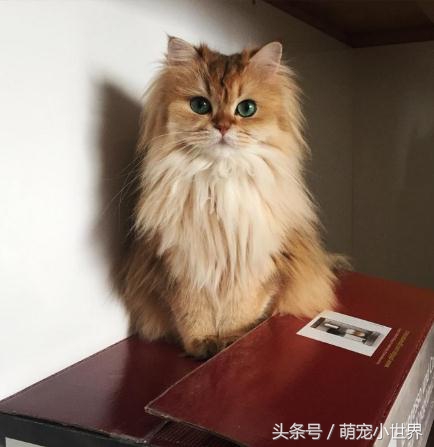 十大高颜值猫照片,唯一一张最可爱猫咪图片