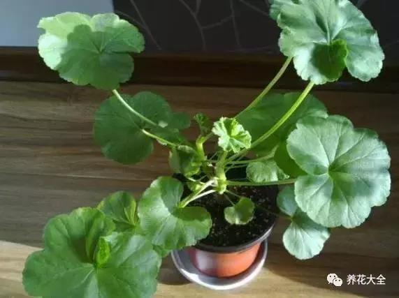 你的花枯萎了,种的花蔫了怎么让它恢复生机