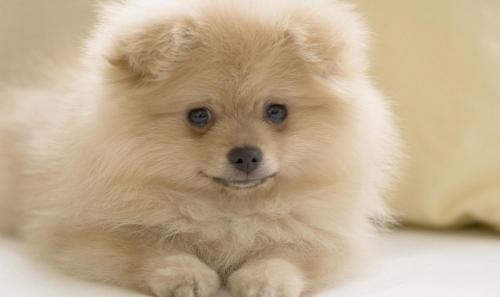 狗狗拉黑色的屎什么原因,狗狗拉黑色稀便是什么原因