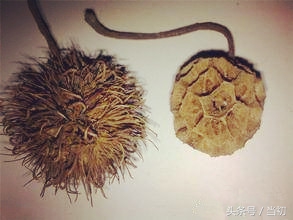 即是吉祥物，也是民间土药，农村老人一天拾十斤，能卖的8元钱