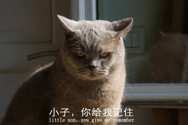 第一次遛猫怎么才能让猫咪不害怕,猫怎么遛才正确