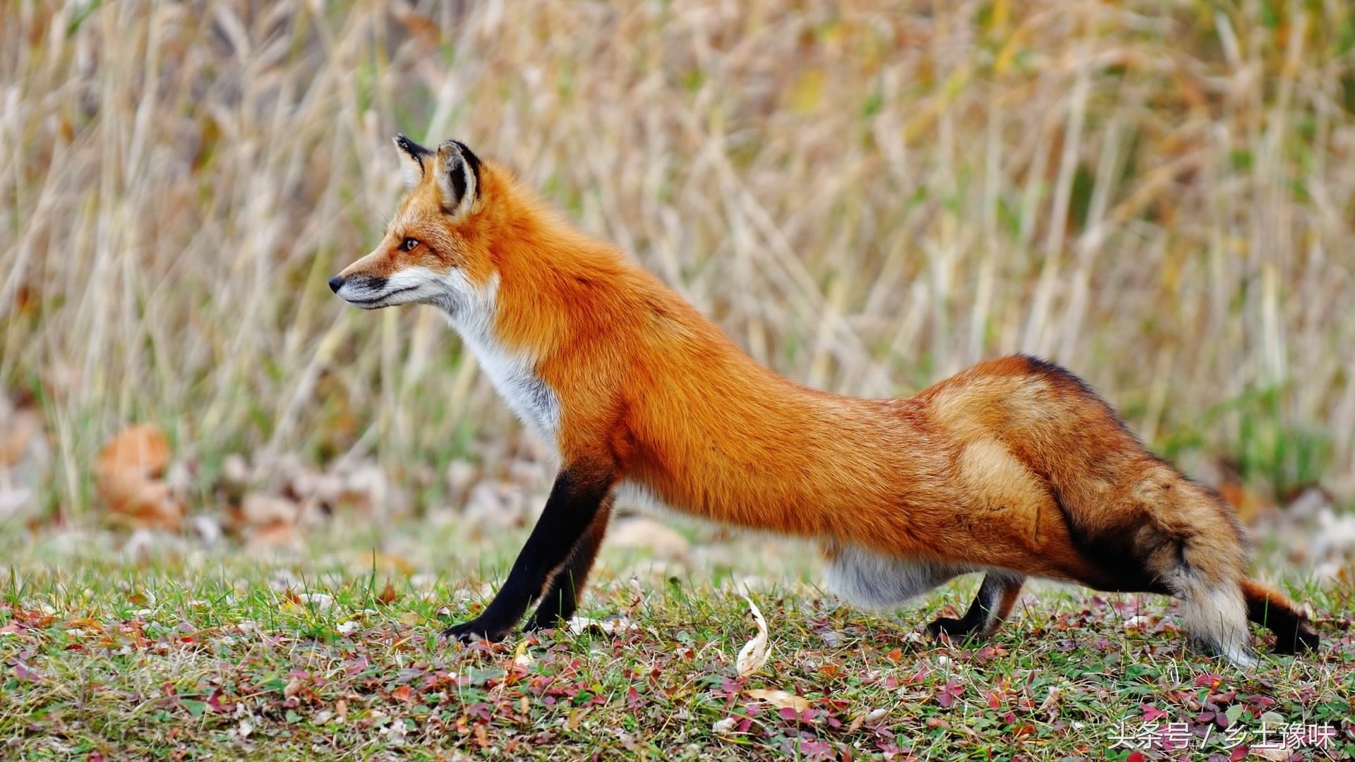 老母鸡下了一个特别小的蛋,老母鸡下了个破蛋