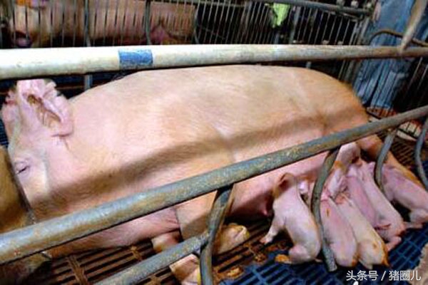 母猪产子肥胖有什么影响,母猪过于肥胖怀孕有影响吗