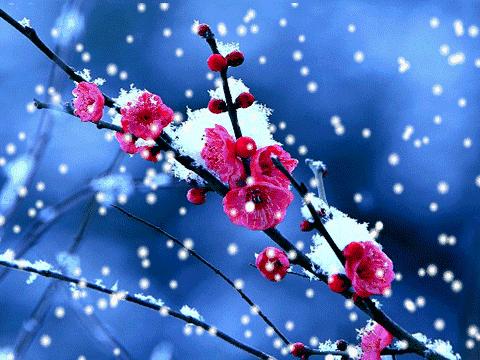 青江梅花香雪海,香雪海梅花国画