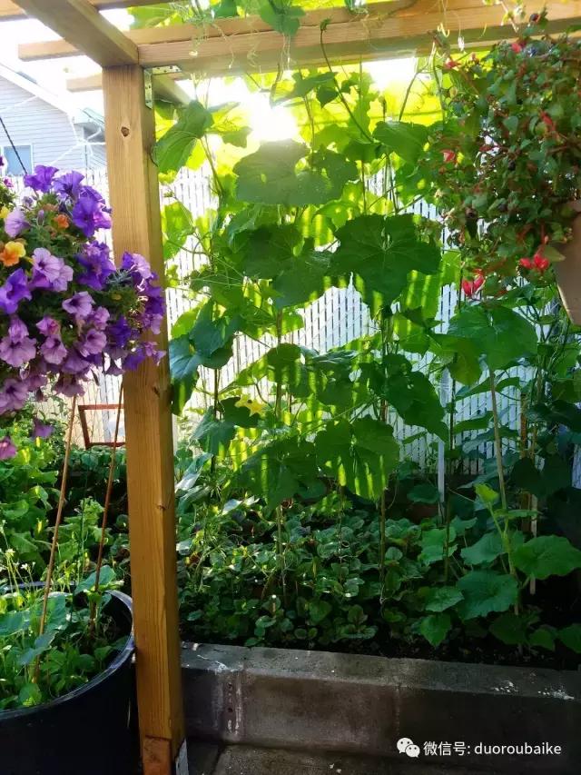 养多肉人发的朋友圈,养肉者们分享的多肉视频