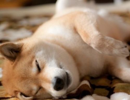 狗狗拉黑色的屎什么原因,狗狗拉黑色稀便是什么原因