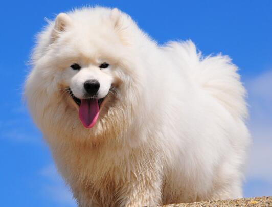 萨摩耶的正确喂养方法,幼狗怎么喂养萨摩耶犬