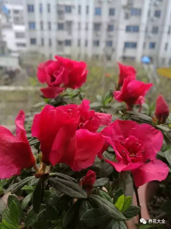 花死了花盆要不要扔,花死了要不要扔