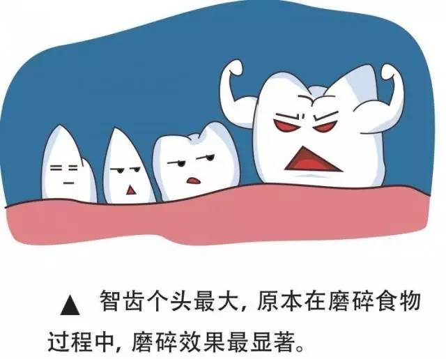 爱“惹事生非的”智齿