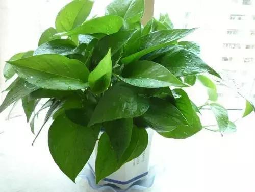 办公室桌面好养活的绿植,最适合办公室养的植物