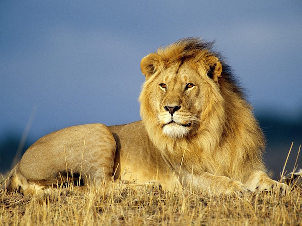 严肃的狮子座,小狮子的真实面目