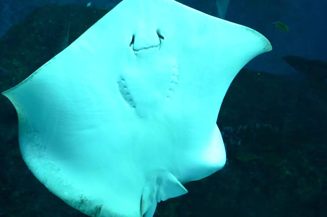 新加坡旅游攻略自由行圣淘沙,新加坡圣淘沙游玩攻略亲子