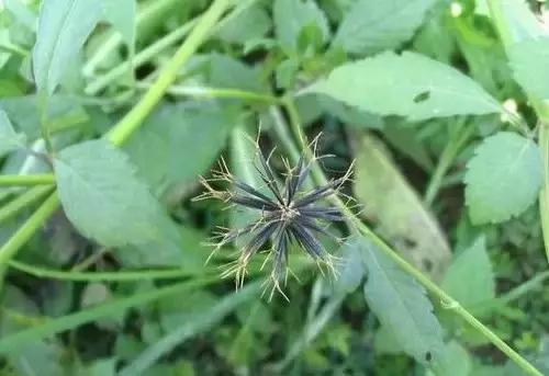 云南人再贵也要吃野生菌,云南人吃饭奢侈