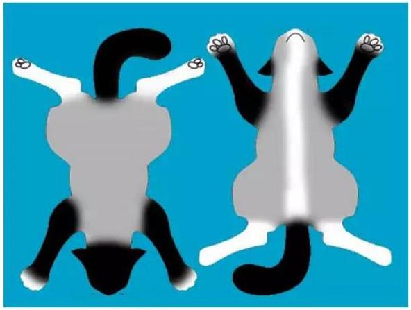 布偶猫美,布偶猫好美