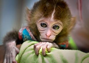 猴年出生的宝宝用哪个字取名,猴年出生的孩子起名带什么部首好