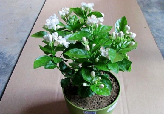 茉莉花盆栽老桩养护,最香的茉莉花盆栽