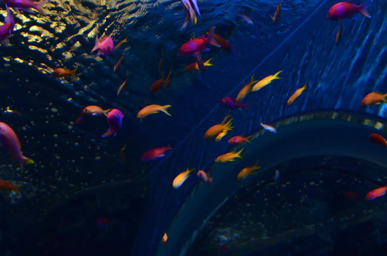 新加坡旅游攻略自由行圣淘沙,新加坡圣淘沙游玩攻略亲子