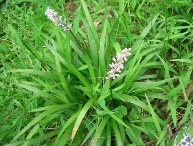 云南人再贵也要吃野生菌,云南人吃饭奢侈