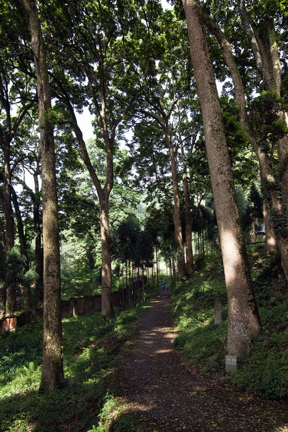 活着的国宝――荥经云峰寺内的桢楠王