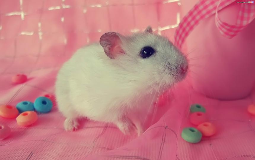 不小心把仓鼠害死了,小仓鼠吃什么对身体好