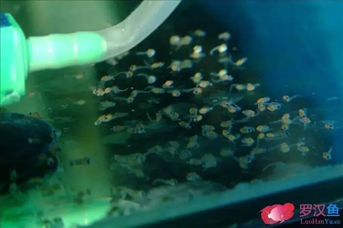 罗汉参的繁殖方法,罗汉鱼怎么养起头