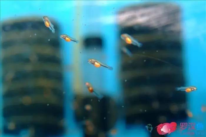 罗汉参的繁殖方法,罗汉鱼怎么养起头