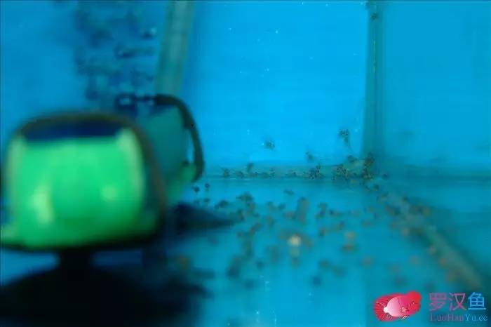 罗汉参的繁殖方法,罗汉鱼怎么养起头