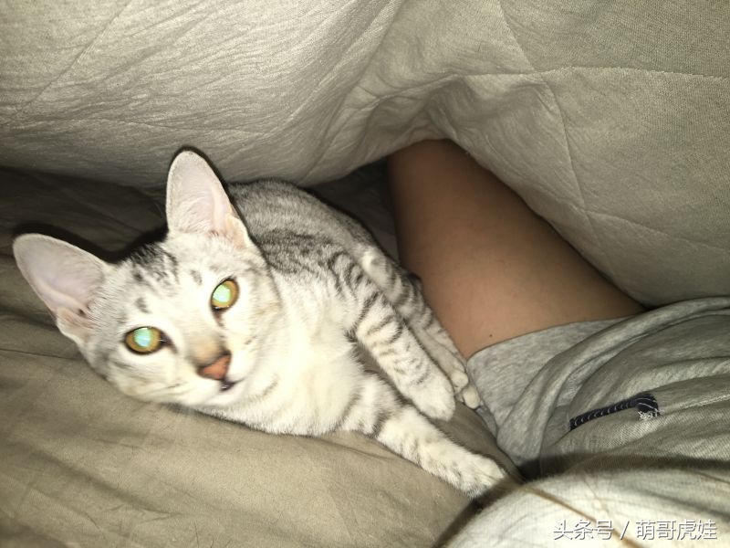 给喵星人买了一件小球衣，结果穿到肚子就卡住下不去了