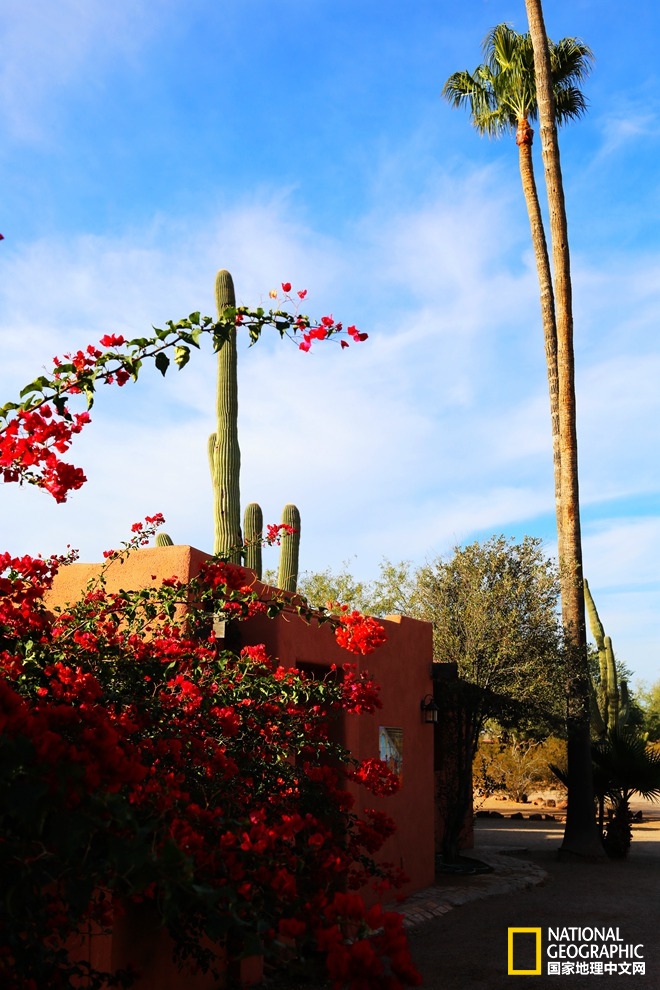 图森仙人掌,图森地理位置