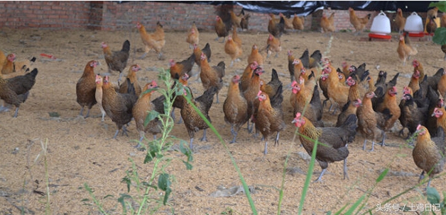 土鸡发酵床,散养土鸡需要搭建鸡床吗
