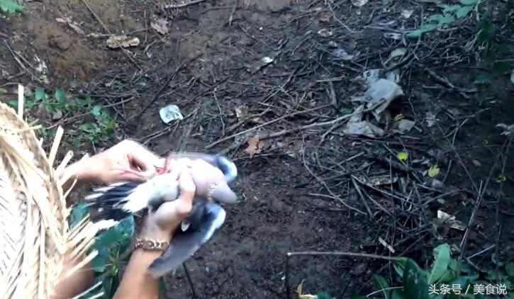 农村里的人是这样抓野鸡的，用细竹竿做陷阱很好用