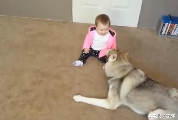 哈士奇扑倒女主人,哈士奇被女主人亲的视频