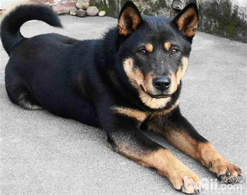 四眼土狗有几种类型,小土狗四眼狗