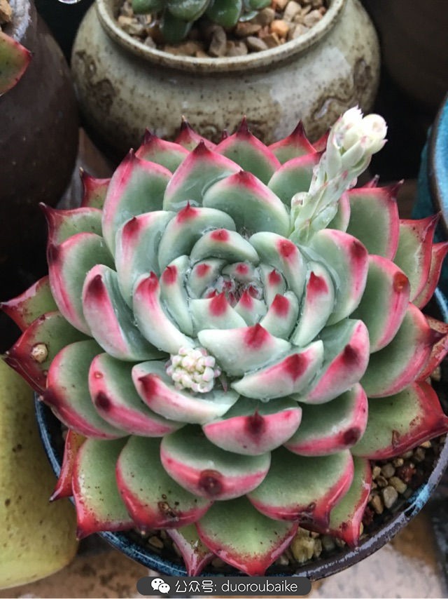 寒风中越发美丽的多肉,冬季暖阳下的多肉