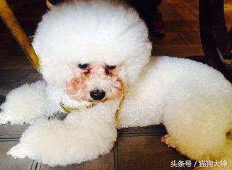 狗狗泪痕的有效消除方法,狗狗泪痕怎么去除方法简单有效