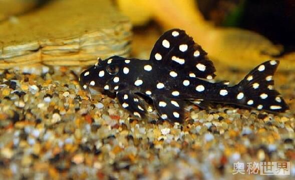 24k黄金达摩野生和人工的区别,24k黄金达摩真的有黄金吗