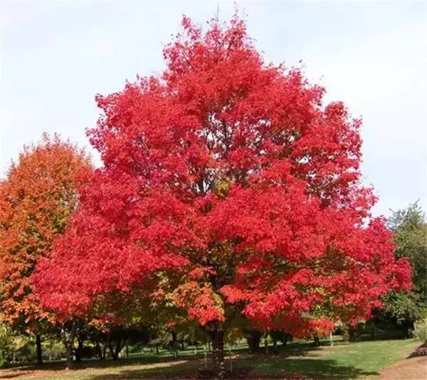 是一年的苗好还是二年的苗好,未来几年苗木行情哪种苗有市场