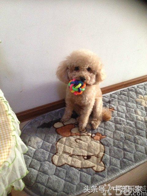 泰迪狗狗怎么养得最好呢,笼养泰迪幼犬怎么训练的