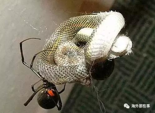 澳大利亚巨型蜘蛛吃蛇,最大的蛇吃蜘蛛