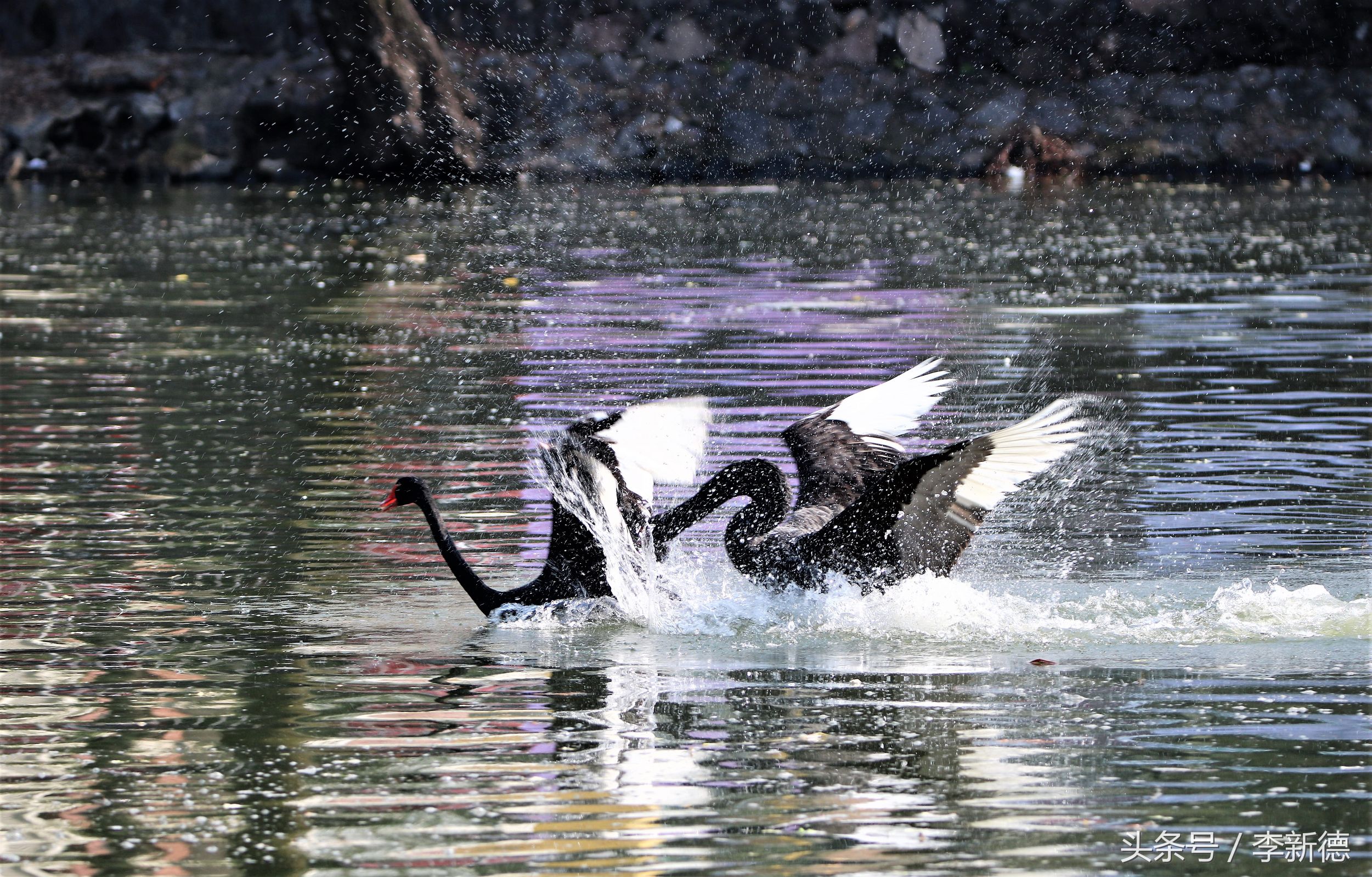 适马150-600镜头拍海上,适马150-600镜头拍视频怎么样