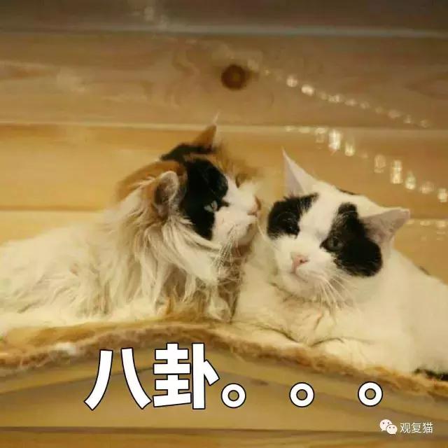 《蓝毛毛找猫》第三讲：虎假虎威