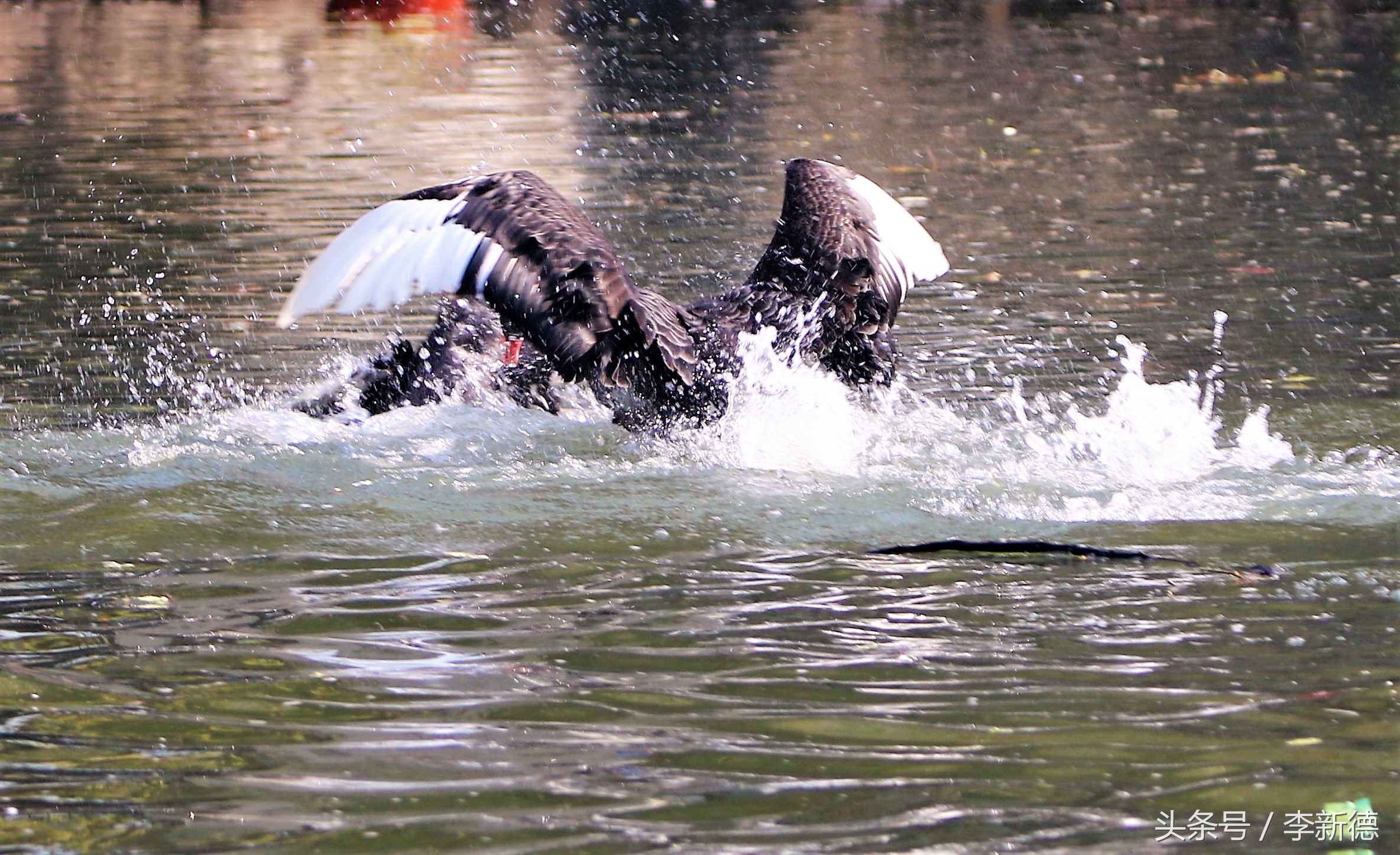 适马150-600镜头拍海上,适马150-600镜头拍视频怎么样