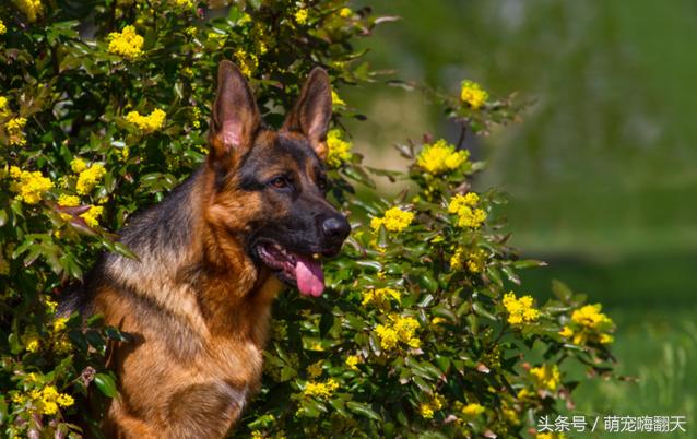 弓背德牧两后腿呈外八形怎么治疗,德牧后腿外八字怎么办
