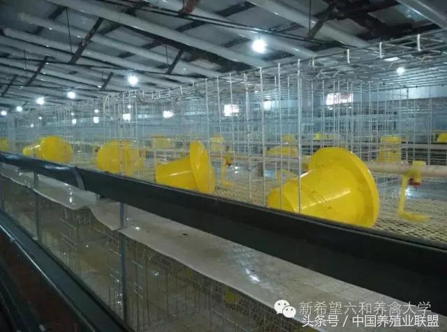 冬季鸡怎么管理,冬季脱温鸡怎么养